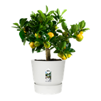 greenville round 30cm white